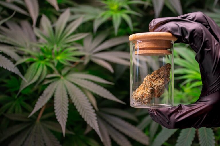 Europa adopta el cannabis medicinal